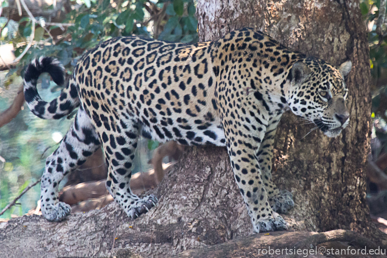 jaguar attentive